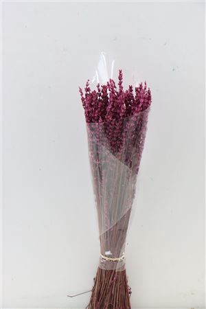 <h4>Pres Lavendel Fuchsia Bunch</h4>