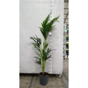 Howea forsteriana