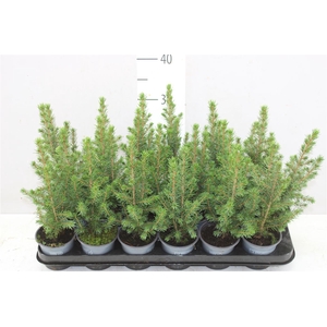 Picea Gl Conica