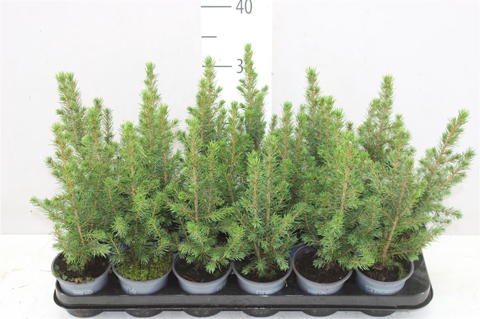 <h4>Picea Gl Conica</h4>