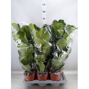 Ficus lyrata