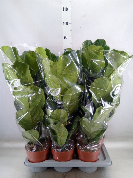 <h4>Ficus lyrata</h4>