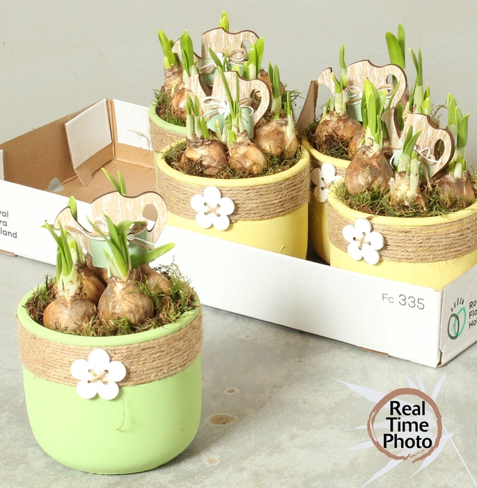 <h4>ARR NARCISSUS</h4>