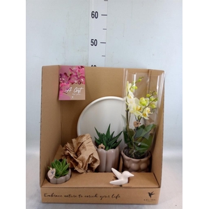 Arr.  Phalaenopsis  H%