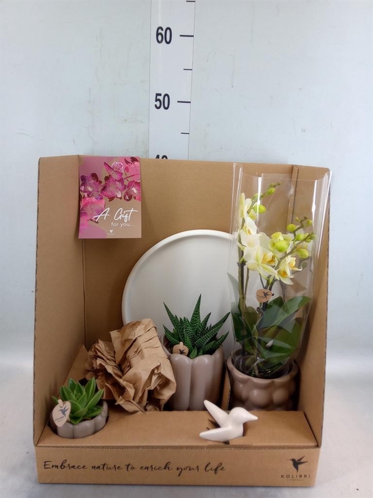 <h4>Arr.  Phalaenopsis  H%</h4>