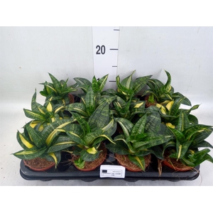 Sansevieria trifa. 'Hahnii'