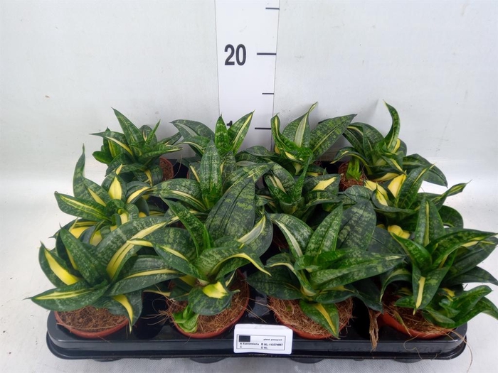 <h4>Sansevieria trifa. 'Hahnii'</h4>