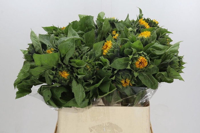 Helianthus Orange Fire