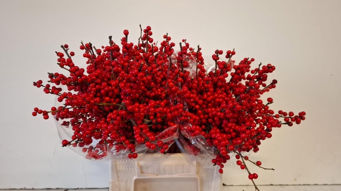 <h4>ILEX VE RODE BES</h4>