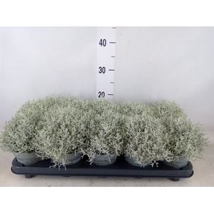 Leucophyta brownii