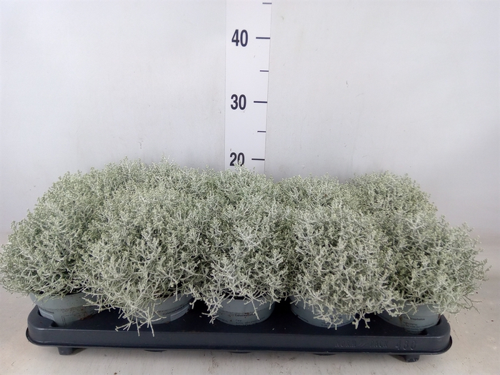 <h4>Leucophyta brownii</h4>
