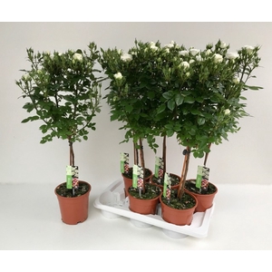 ROSA STEM WHITE P17