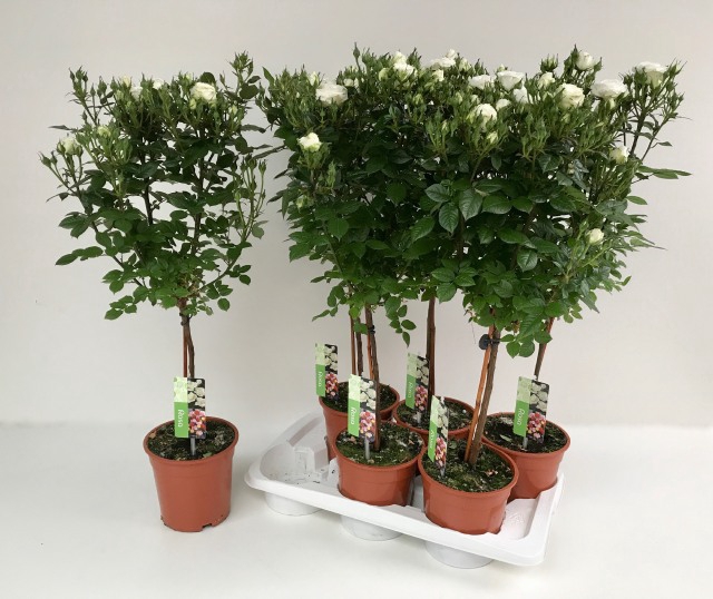 <h4>ROSA STEM WHITE P17</h4>