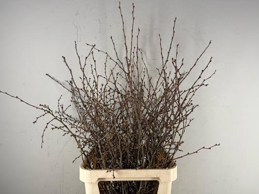 <h4>Prunus X Serrulata</h4>