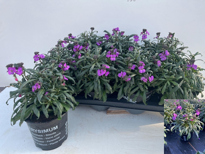 <h4>ERYS BOWLES MAUVE</h4>