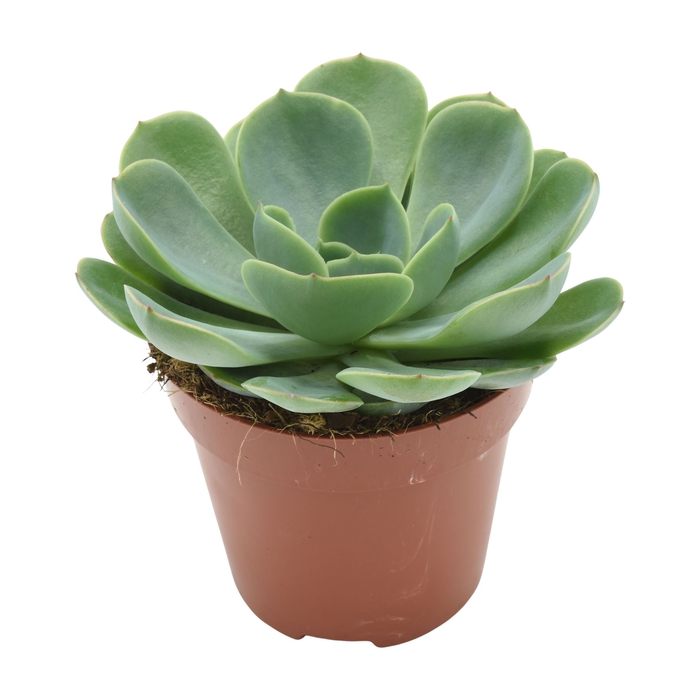 <h4>Echeveria  'Fora'</h4>
