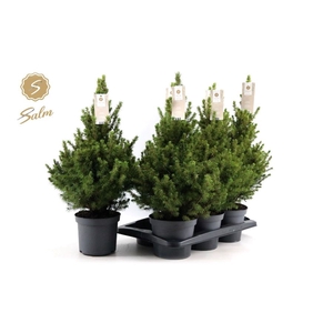 PICEA GL DECEMBER