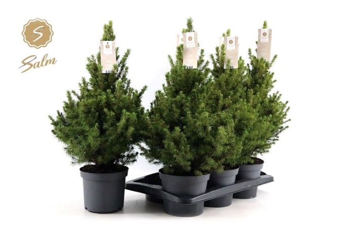 <h4>PICEA GL DECEMBER</h4>