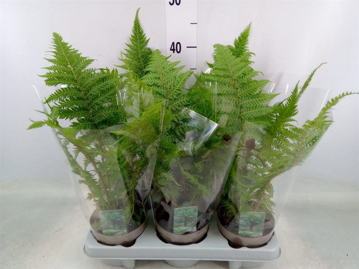 <h4>Cyathea australis</h4>