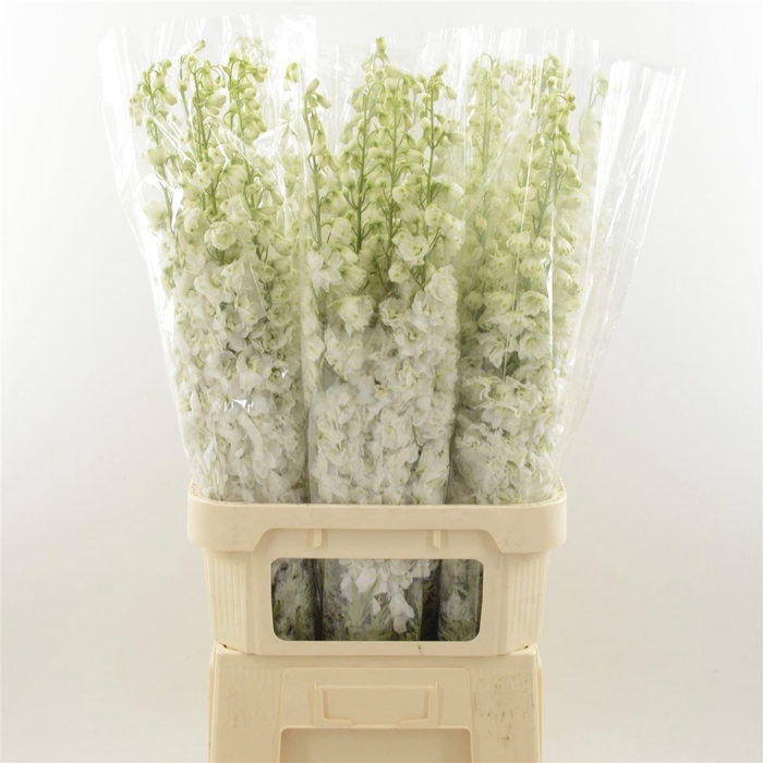 <h4>Delphinium Snow White</h4>