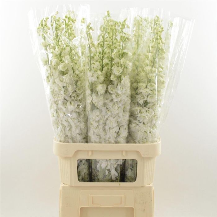<h4>Delphinium Snow White</h4>