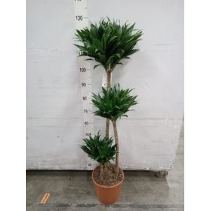 Dracaena frag. 'Compacta'