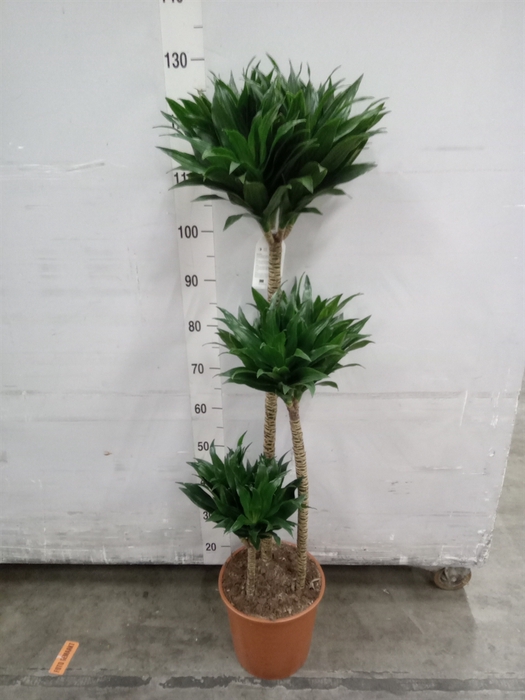 <h4>Dracaena frag. 'Compacta'</h4>