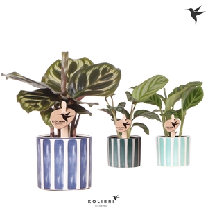 Kolibri Greens Calathea mix in Painted Stripe pot blue mix