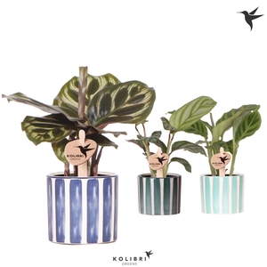 Kolibri Greens Calathea mix in Painted Stripe pot blue mix