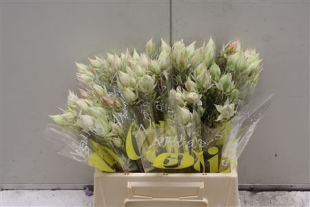<h4>Blushing Bride Flowers White</h4>