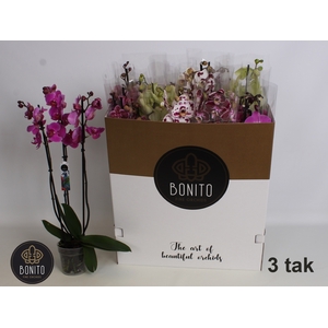 PHAL GEM 8 KL