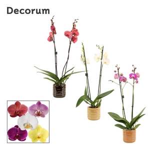 Phalaenopsis 2 tak 16+ mix in Lois (Deco-collection)