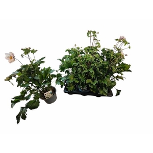 ANEM HUPEHENSIS