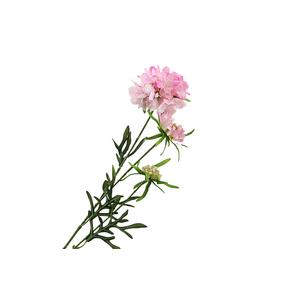 Scabiosa Pink