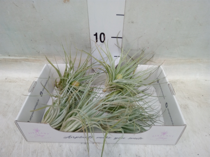 <h4>Tillandsia</h4>