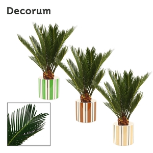 Cycas Revoluta 12 cm Decorum, 6+ veren in Beau (Natural bubble)