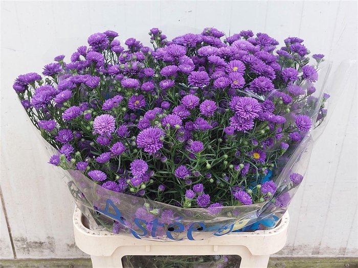 <h4>Aster Nb Astee Dark Milka</h4>