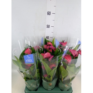 Anthurium andr. 'Pure Purple'