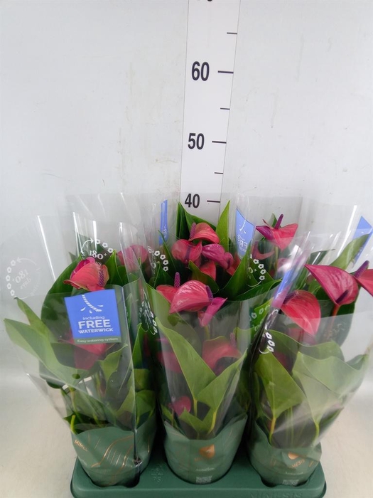 <h4>Anthurium andr. 'Pure Purple'</h4>