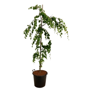 Fagus syl. 'Pendula'