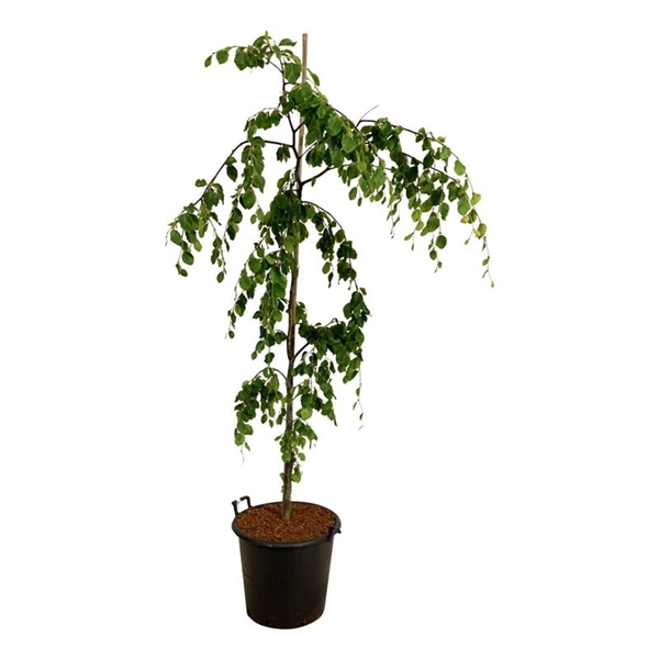 <h4>Fagus syl. 'Pendula'</h4>