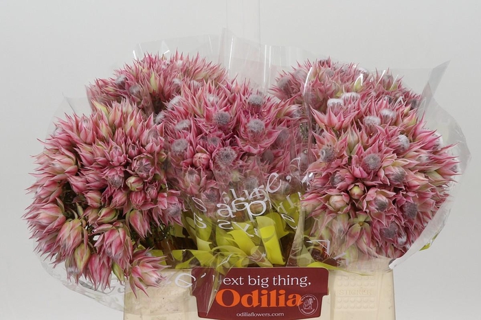 <h4>Blushing Bride Pink 6/9 Flowers</h4>