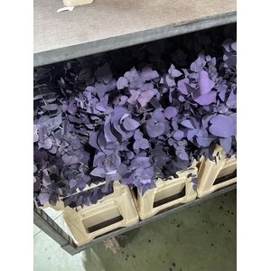 GESTABILISEERD EUC STUARTIANA MILKA