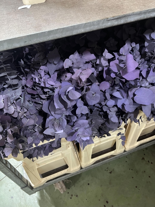 <h4>GESTABILISEERD EUC STUARTIANA MILKA</h4>