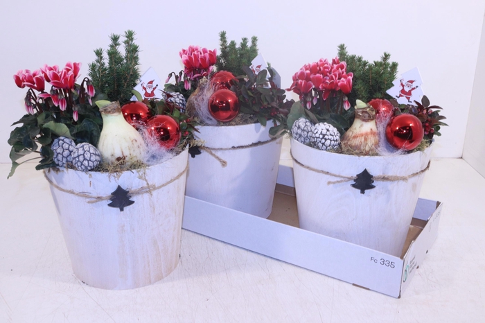 <h4>ARR HIPPEASTRUM</h4>