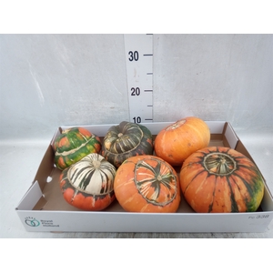 Cucurbita