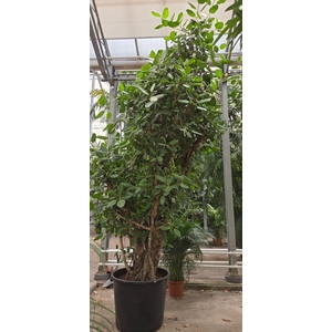 Ficus Benghalensis