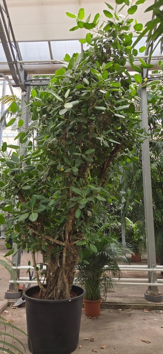 <h4>Ficus Benghalensis</h4>
