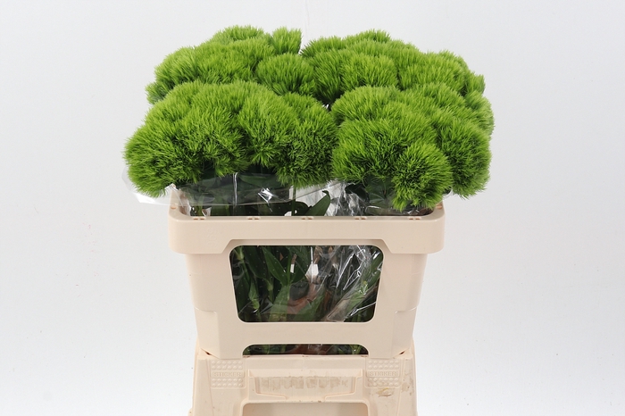 <h4>Green Wicky  x 40</h4>