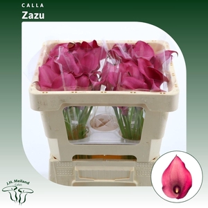 Calla Zazu